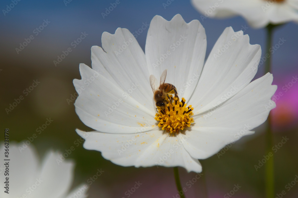 Bee collecting pollen on beautiful flower Bee collecting pollen on beautiful flower