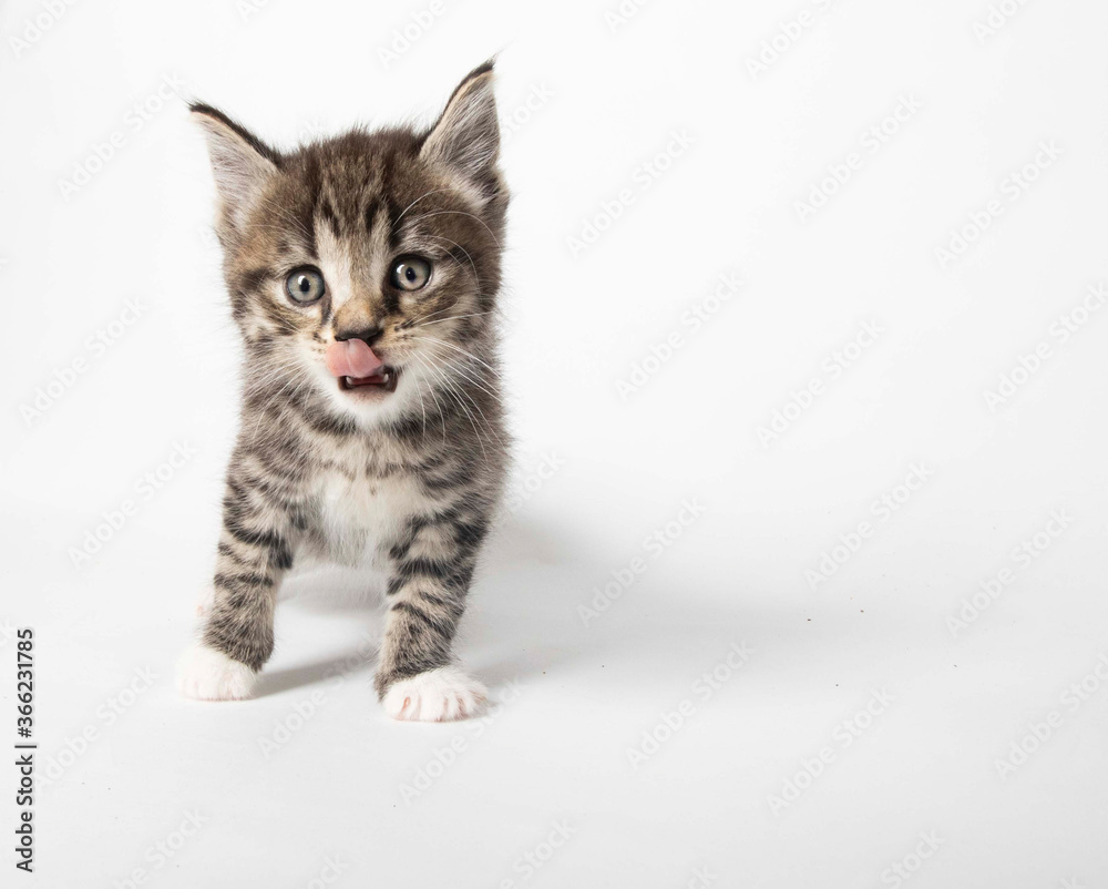 Fototapeta premium Tabby kitten in photostudio