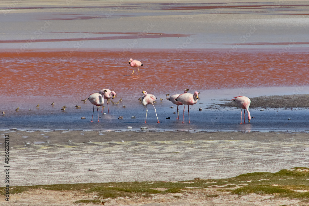 Red waters and flamingos at Colorada Lagoon - South of Bolivia.
