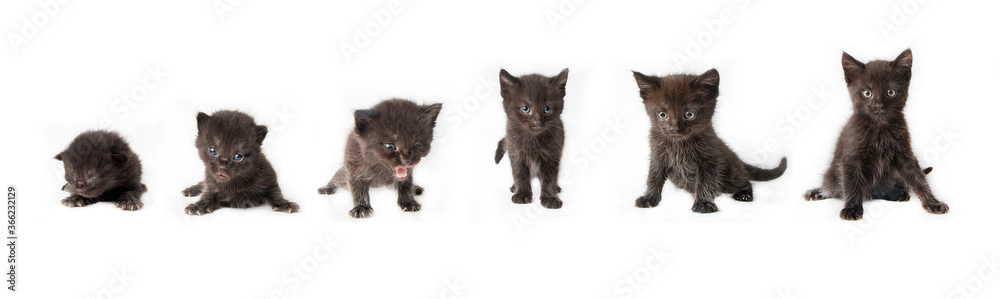 Growing kittens in photostudio
