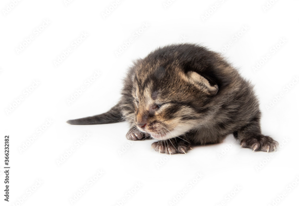 Tabby kitten in photostudio