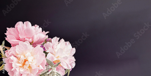 Aesthetic floral composition with soft pink peonies  large blooms on dark  moody background  horizontal layout  copy space