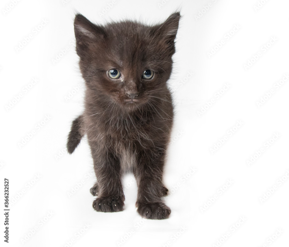 Black kitten in photostudio