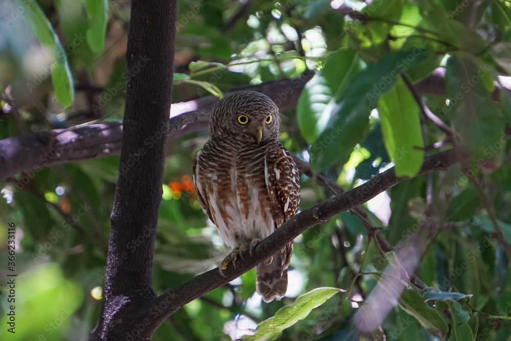 The owl was standing still on the tree. The owl was standing still on the tree.