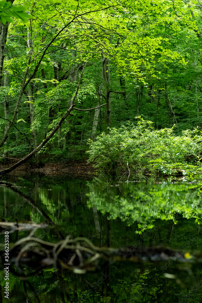 Fototapeta premium Basen