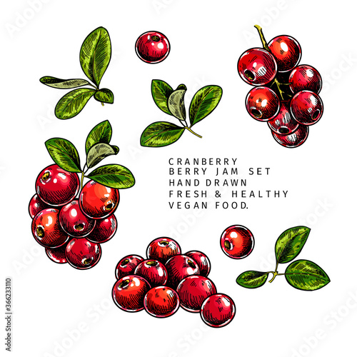 Hand drawn cranberry branch, leaf and berry. Engraved colored vector illustration. Cowberry, blueberry plant. Summer harvest, jam or mamalade vegan ingredient. Menu, package, cosmetic and food design.