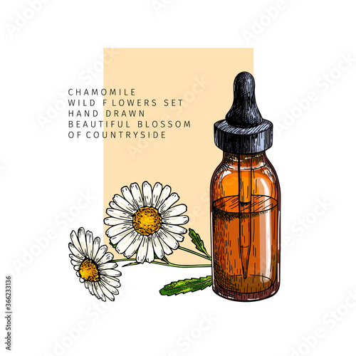 Hand drawn set of essential oils. Vector colored camomile flower. Medicinal herb with glass dropper bottle. Engraved art. For cosmetics, medicine, treating, aromatherapy, package design healthcare.