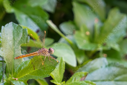 The little dragonfly is on the green leaves in the backyard. © Sitak