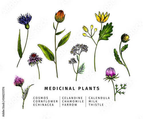 Hand drawn wild hay flowers. Medical herbs and plants. Colored Calendula, Chamomile, Cornflower, Celandine, Cosmos, Yarrow, Thistle, Echinacea. Engraved Cosmetic essential oil package herbal medicine.