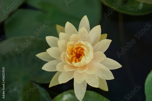 Yellow lotus blossom