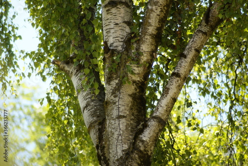 Birkenbaum bei Sonneuntergang 2020063 Stamm Betula