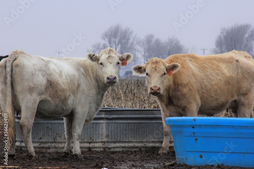 cows on the farm in a field with water tanks in winter.