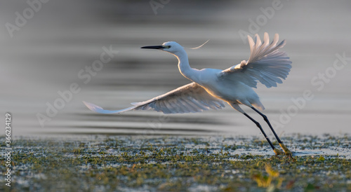 Little egret taking off