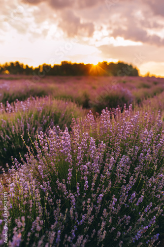 Landscape of blooming lavender flower field under the gold colors of the summer sunset.