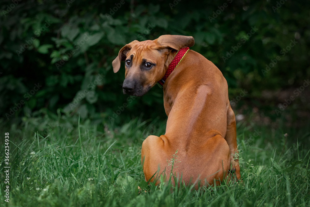 Adorable Rhodesian Ridgeback puppie poses in park 