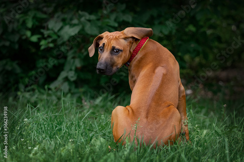 Slika na platnu Adorable Rhodesian Ridgeback puppie poses in park