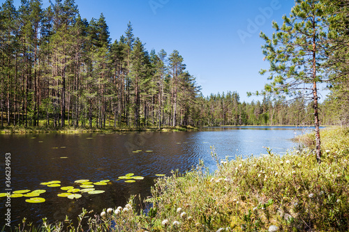 Summer landscape with small forest lake