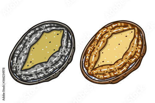 Two abalones. Colored vector illustrations set. photo