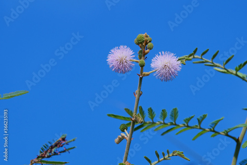 Flowers and buds of mimosa pudica against blue sky