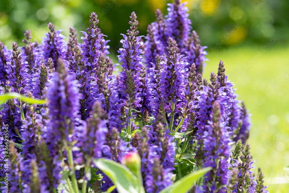 Fototapeta premium Selective focus. Ornamental salvia is an essential oil plant sage or lavender.