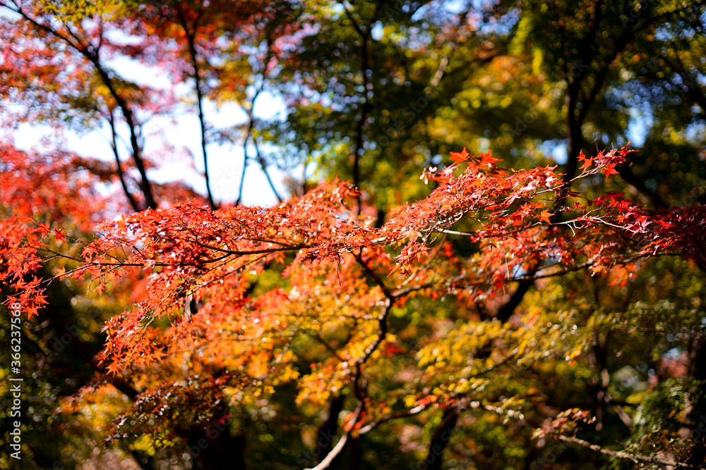 Maple leaves changing color, Autumn seasons at Tokyo in Japan Maple leaves changing color, Autumn seasons at Tokyo in Japan