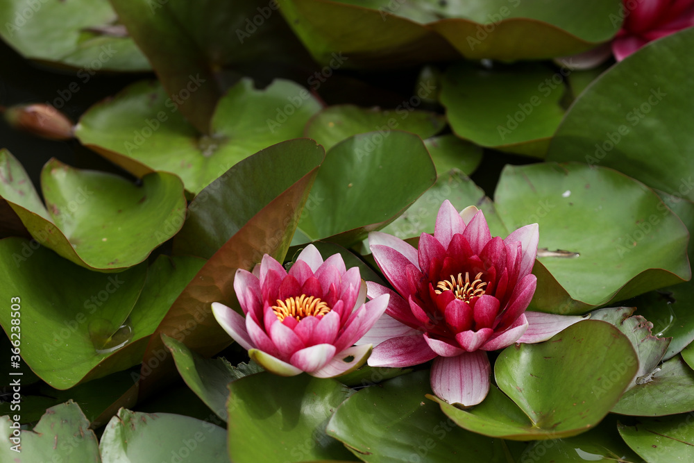 Bright pink water lily opened in the sun in a pond. Summer relax in a countryside. Bright pink water lily opened in the sun in a pond. Summer relax in a countryside.