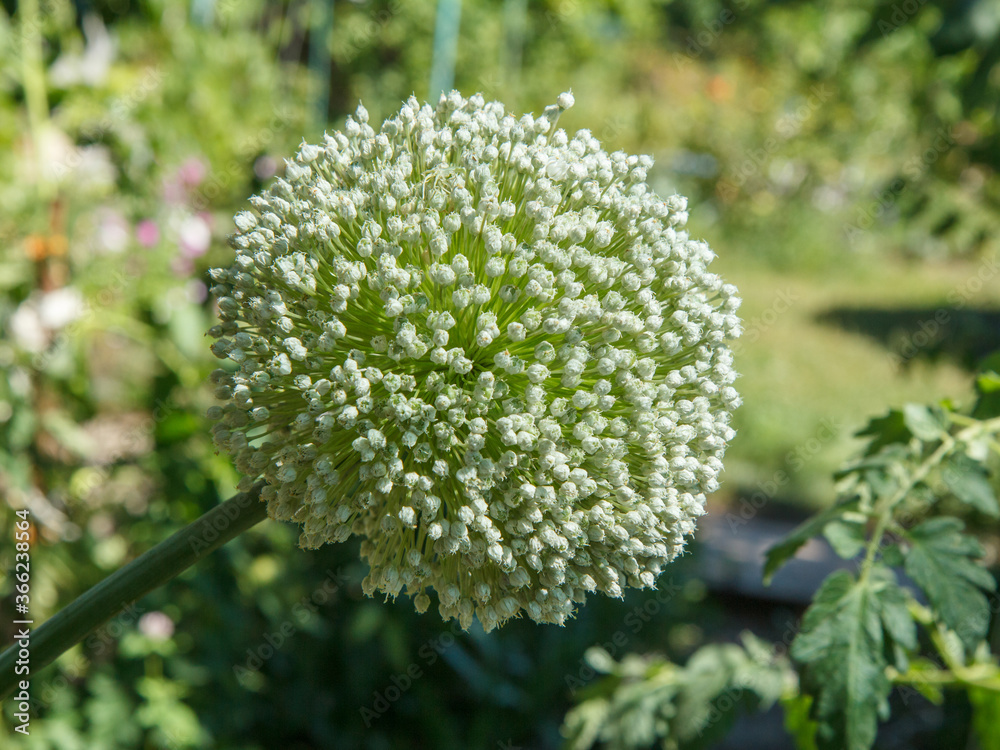 Blooming arrow of garlic in the garden with blurred background. Blooming arrow of garlic in the garden with blurred background.