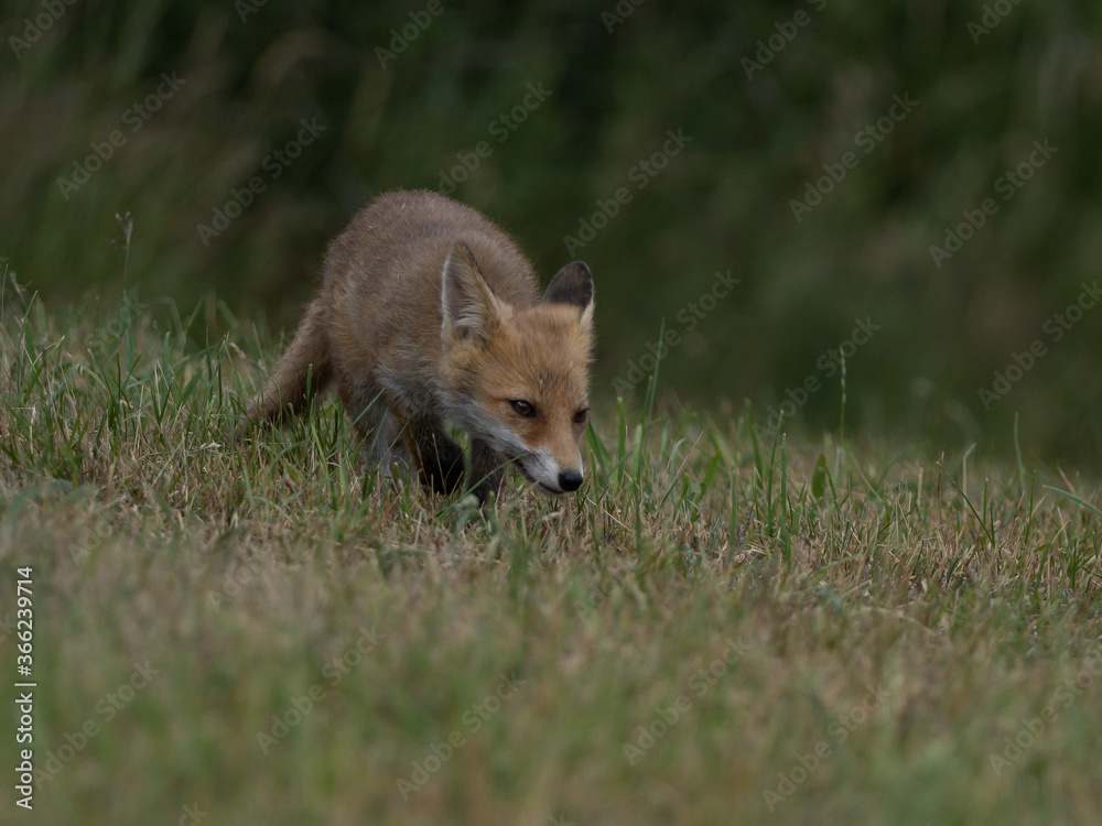Fuchs Fuchs