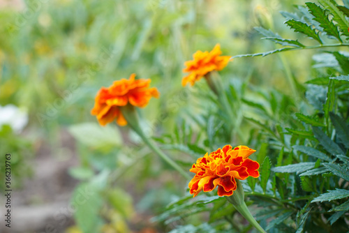 Tagetes with blurred same flowers in the background.