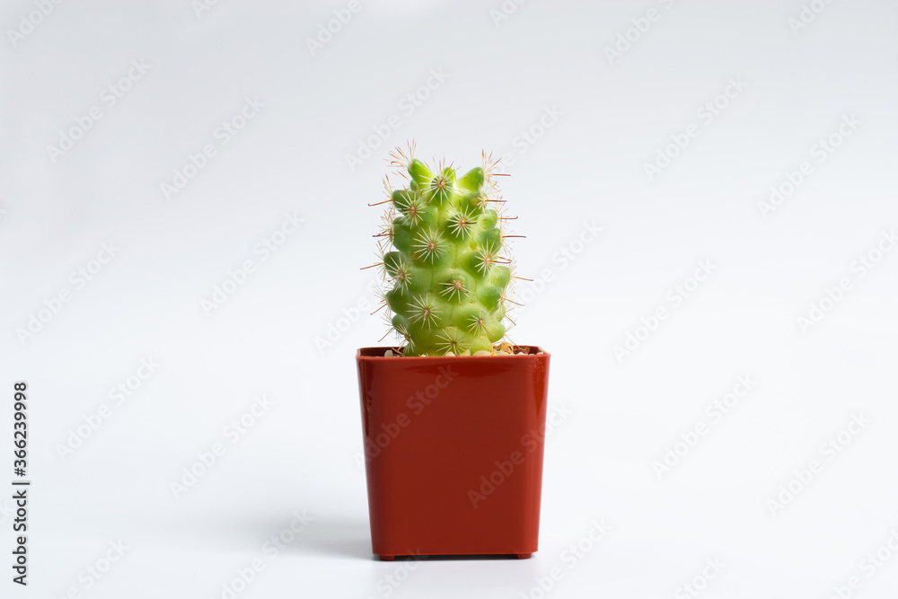 Cactus that have thorns in a red plastic pot Cactus that have thorns in a red plastic pot