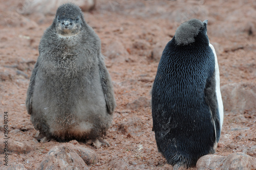 Penguin Adelie Pygoscelis adeliae - the most widely spread penguin species.