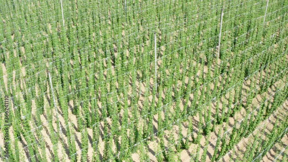 Growing hops on the field for use in brewing, aerial view Growing hops on the field for use in brewing, aerial view