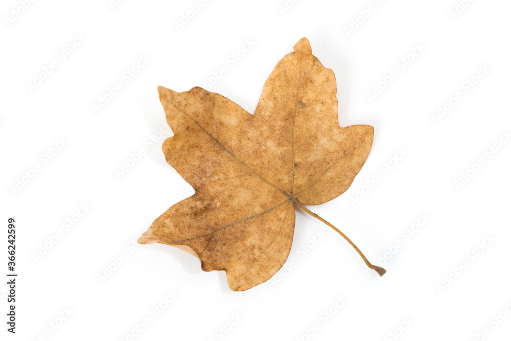 Yellow maple leaf as an autumn symbol. Isolated on white. Yellow maple leaf as an autumn symbol. Isolated on white.