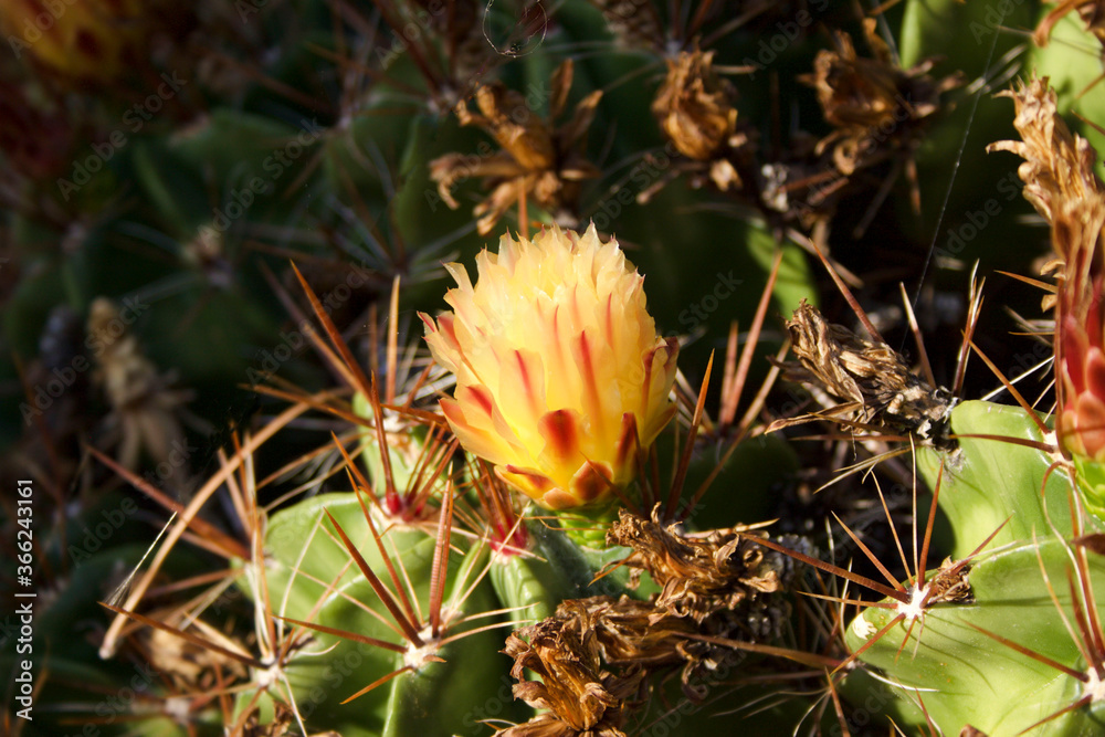 Primer plano de la flora amarilla de un cactus. Primer plano de la flora amarilla de un cactus.