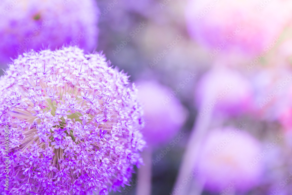 Obraz premium A huge purple dandelion on a sunny meadow, with a place for your text.