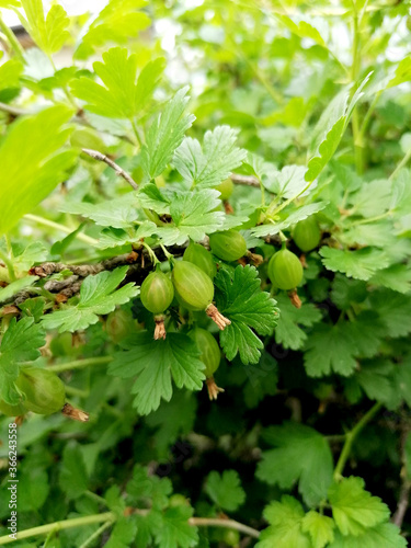 Green immature gooseberry close-up and Bush.