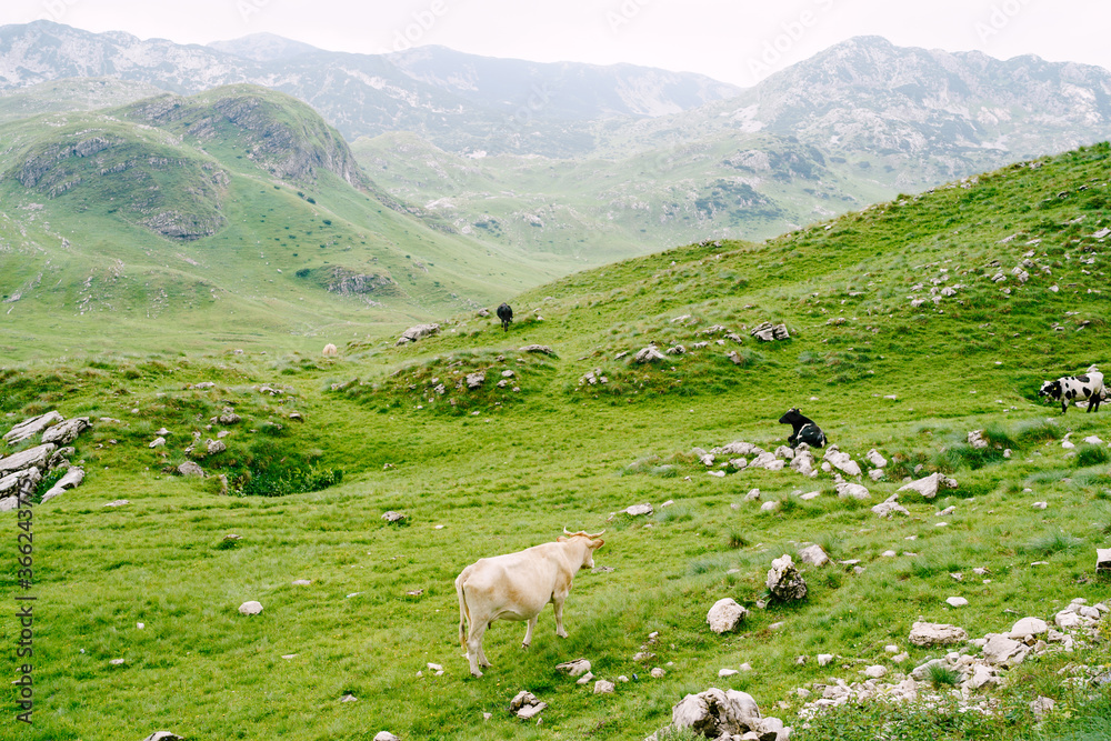 A herd of cows grazes on green hilly meadows in the mountains of Montenegro. Durmitor National Park, Zabljak. The cows are nibbling the grass.