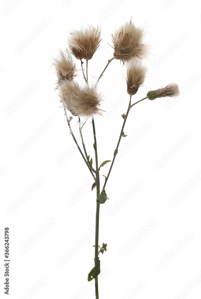 Field grass with seeds, pussy willow plant isolated on white background, clipping path