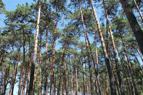 trees in the forest