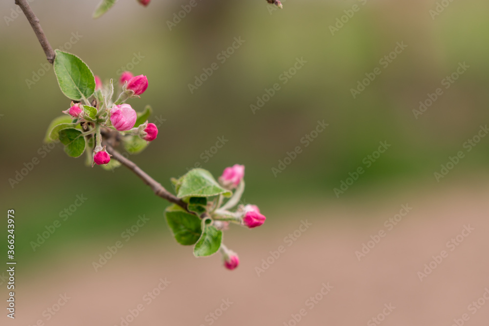 Blooming branch of apple in spring time Blooming branch of apple in spring time