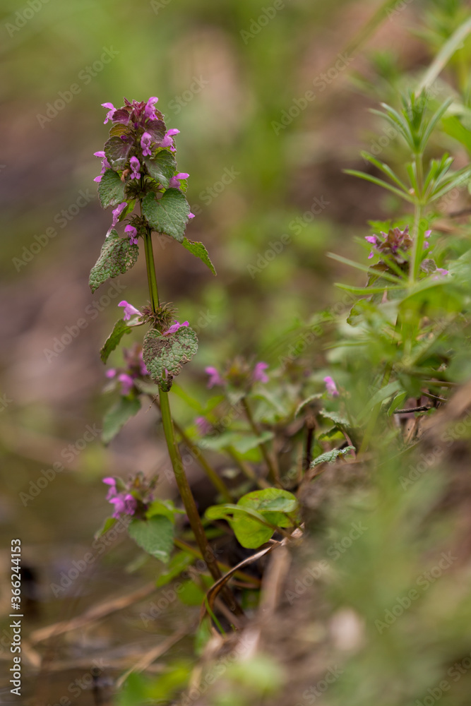 Lamium purpureum flower in bloom in spring season Lamium purpureum flower in bloom in spring season