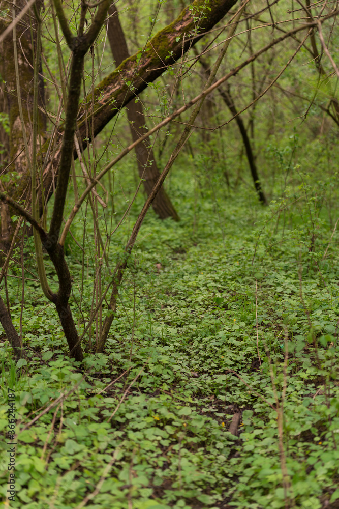 Fototapeta premium The path to the forest in spring time