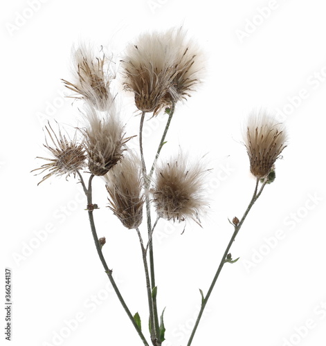 Field grass with seeds  pussy willow plant isolated on white background  clipping path