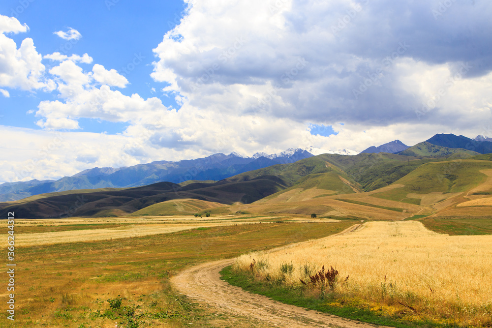 Yellow wheat field against the background of mountains and blue sky. Harvest bread. Summer landscape. Kyrgyzstan