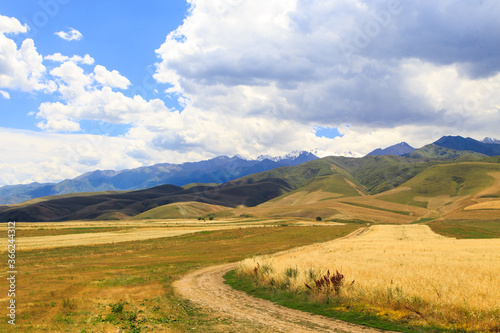 Yellow wheat field against the background of mountains and blue sky. Harvest bread. Summer landscape. Kyrgyzstan