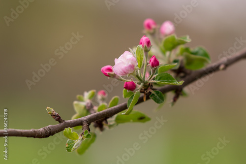 Blooming branch of apple in spring time