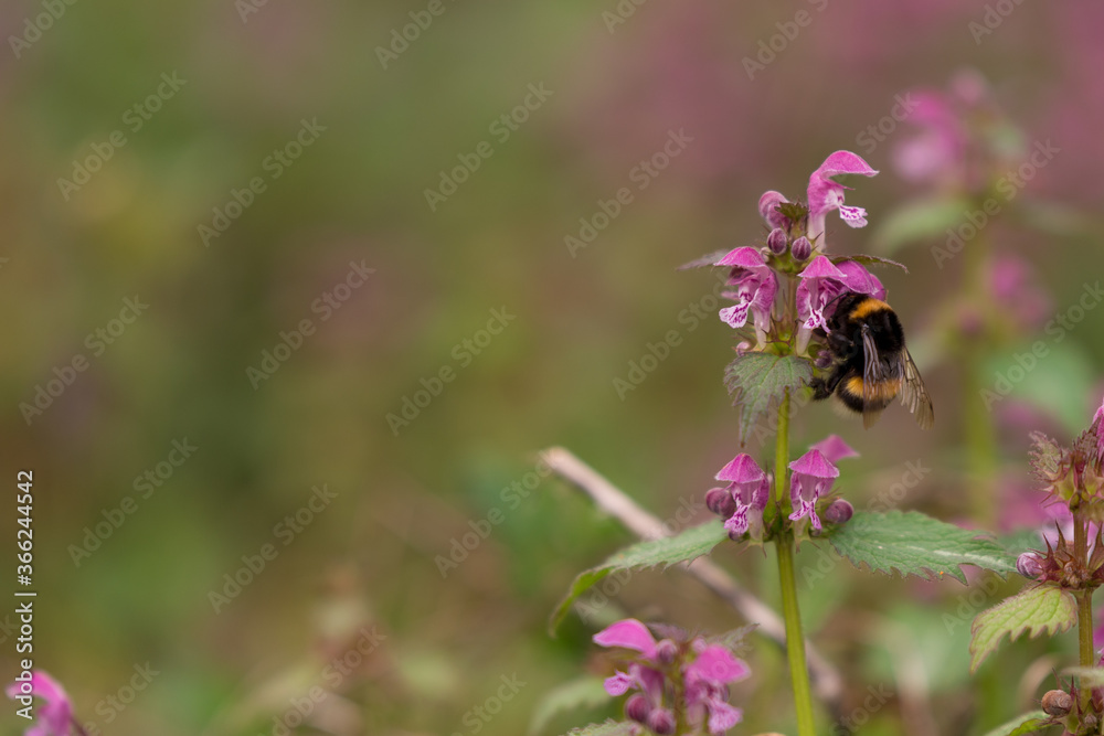 Lamium purpureum flower in bloom in spring season Lamium purpureum flower in bloom in spring season