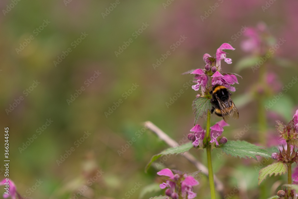 Lamium purpureum flower in bloom in spring season Lamium purpureum flower in bloom in spring season