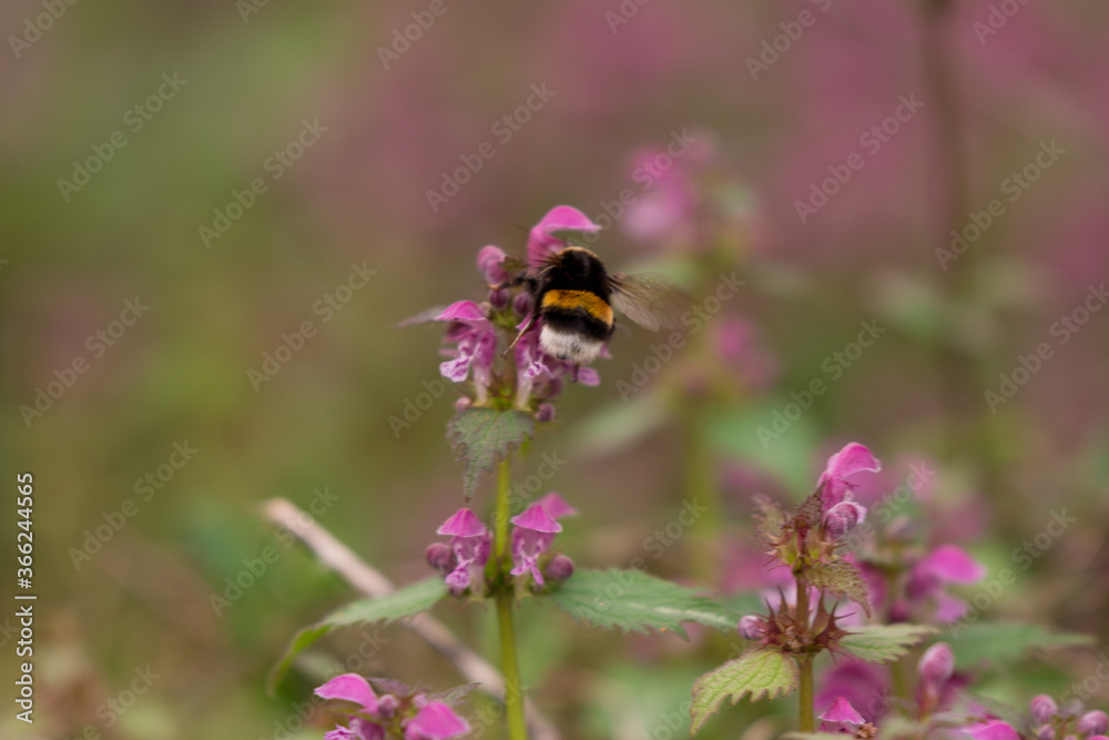 Lamium purpureum flower in bloom in spring season Lamium purpureum flower in bloom in spring season