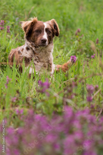 Dog in the lamium purpureum flowers in bloom in spring season